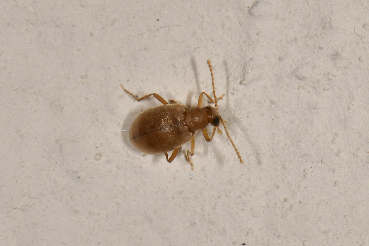 Aderidae: cfr. Olotelus flaveolus